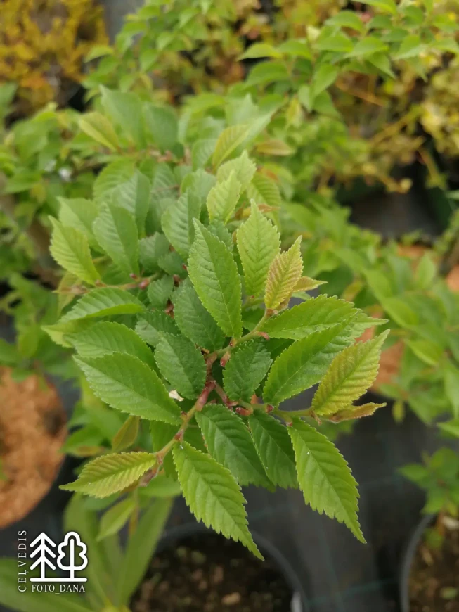 Ulmus × hollandica   'Jacquelin Hillier'